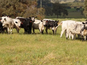 General View of Cattle